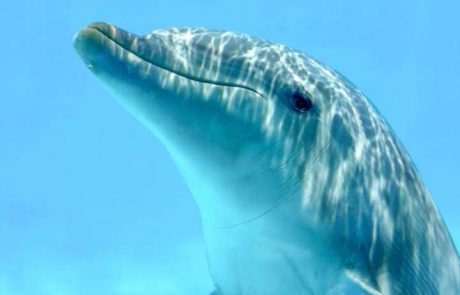 דנה עם מחלת ריאות קשה, חולמת לשחות עם דולפינים